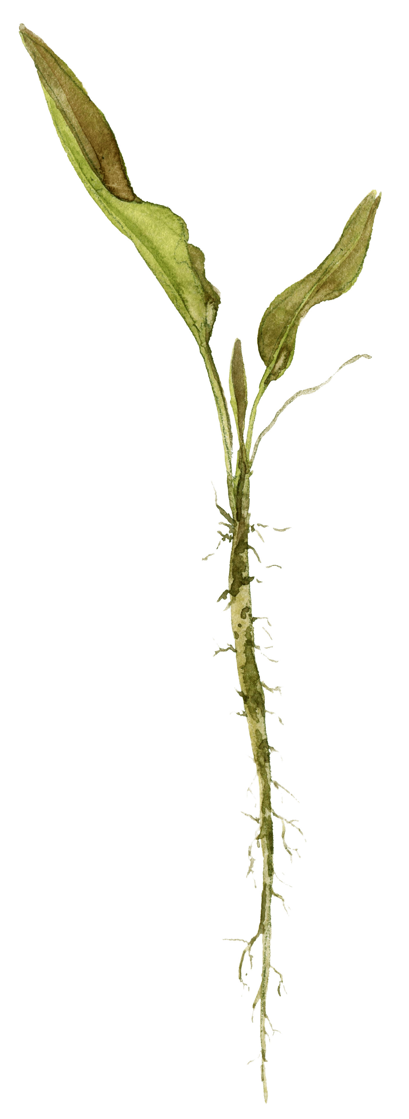 Awaken_RootedLeaf