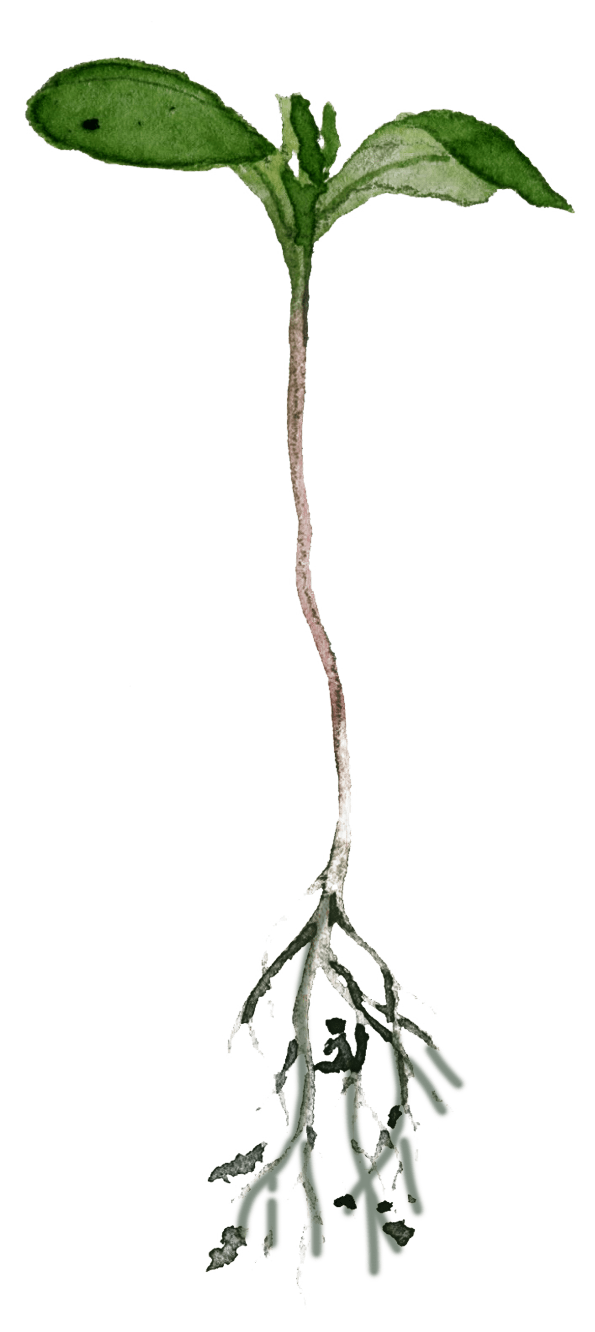 Awaken_RootedLeaf2